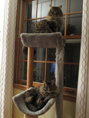 aoife and finnegan